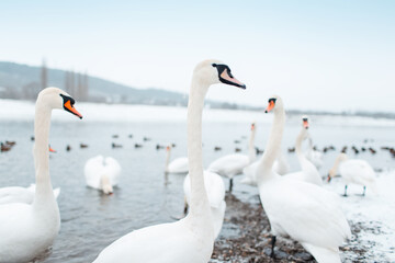 Group of beautiful white swans on riverside in winter day.