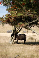 Sheep standing below a tree