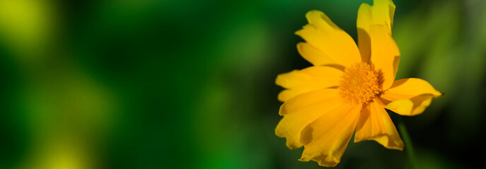 cute yellow summer flower
