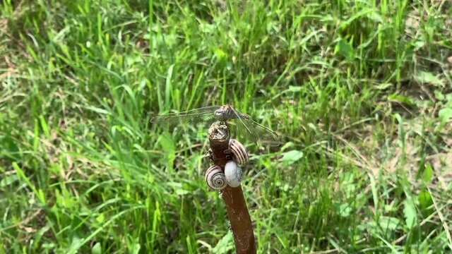 Dragonfly sitting on the stick with snails