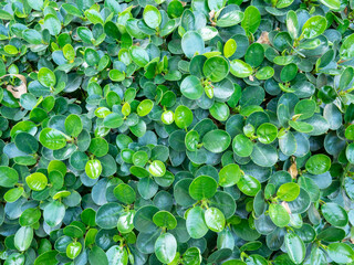 Nature ficus green leaves background