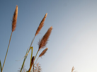 Grass flowers  blue sky blackground