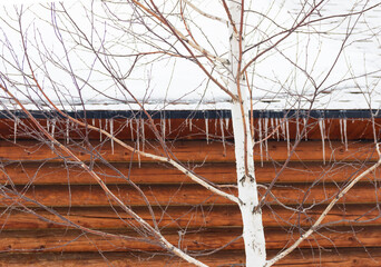 birch on the background of a wooden house, icicles on the edge of the roof