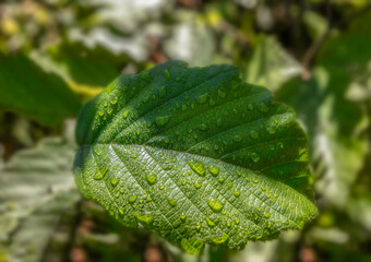 Macro close-up of green tree leaf with raindrops on its surface blurred forest background nobody