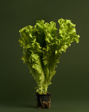 Studio shot of lettuce bunch in the small black plastic pot isolated over green background. Healthy food concept