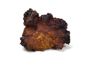Fototapeta premium Chaga mushroom close-up. Medicinal birch fungus (Inonotus obliquus)