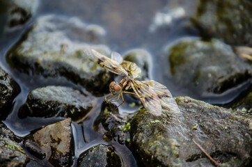 dragonfly on the rock