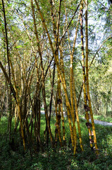 Thin yellow trunks of bamboo trees on green grass