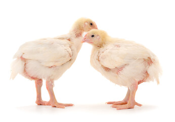 Two chicken or young broiler chickens.