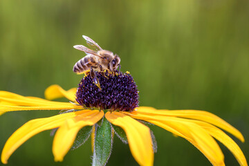 Bee - Apis mellifera - pollinates Rudbeckia fulgida