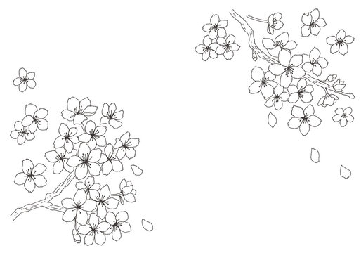 7 180 件の最適な 桜の花スケッチ 画像 ストック写真 ベクター Adobe Stock