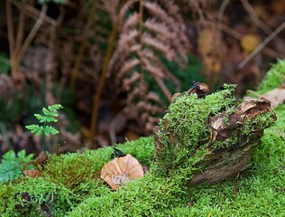 Obraz premium Mossy log and autumn leaves woodland 
