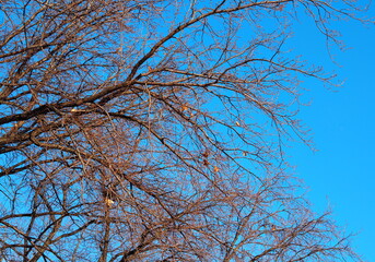 Blue azure February sky with bare branches of oak. Spring is coming.