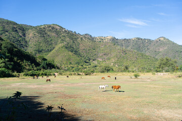 En el campo verde hay muchos caballos que están pastando.
