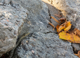 meadow viper, Orsini's viper (Vipera ursinii), lying on a rock, Croatia, Velebit