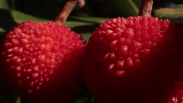 arbutus fruit