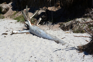 Strandgut am Weststrand Darß, Fischland-Darß-Zingst, Mecklenburg-Vorpommern