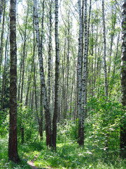 summer Russian birch grove under the sun