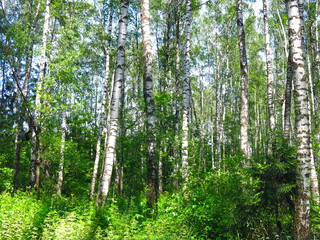 summer Russian birch grove under the sun