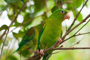 primer plano de un perico verde mexicano