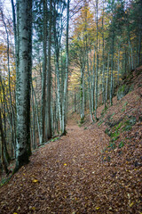 foot path with leaves through forest in autumn