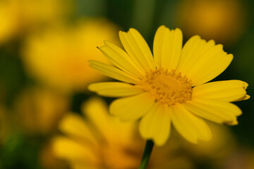 beautiful yellow flower wallpaper. Glebionis segetum in summer breeze. Roadside flowers. yellow flower background.