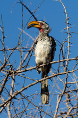 Calao leucomèle,.Tockus leucomelas, Southern Yellow billed Hornbill