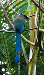 es una especie de ave coraciforme perteneciente al género Momotus de la familia Momotidae