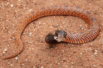 Speckeld shield nose cobra