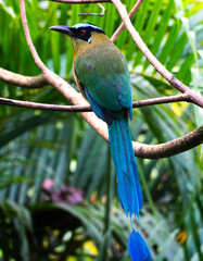 es una especie de ave coraciforme perteneciente al género Momotus de la familia Momotidae