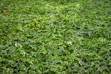 Common ivy leaves ,Hedera helix	