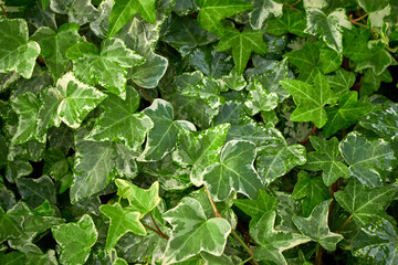 Common ivy leaves ,Hedera helix	