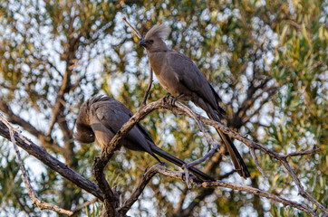Coliou rayé,.Colius striatus, Speckled Mousebird