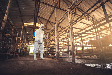 Spraying disinfectant for protection pandemic of disease in cattle farm.