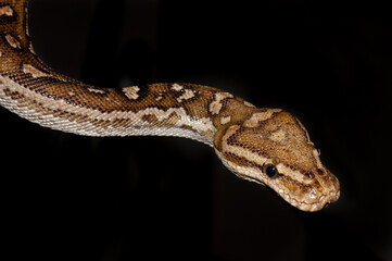Obraz premium Anchietas dwarf python