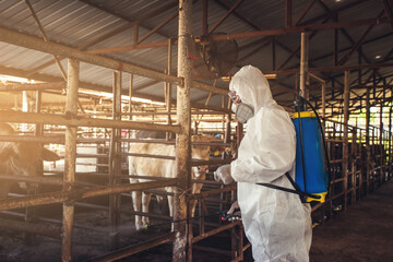 Naklejka na ściany i meble Spraying disinfectant for protection pandemic of disease in cattle farm.