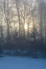 Sunrise and  tall trees with fog in winter