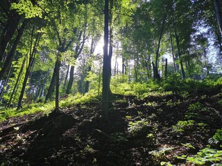 Obraz premium wild landscapes