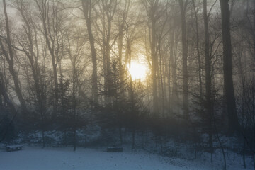 Sunrise behind a forest with fog in winter