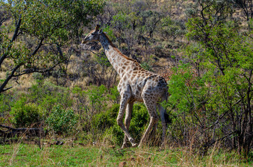 Girafe, Giraffa Camelopardalis, Parc national Kruger, Afrique du Sud