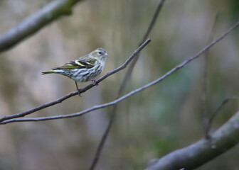 On a thin branch of a tree sits a female siskin 