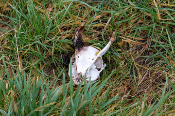 skeleton of a goat head, skull laying in grass field 