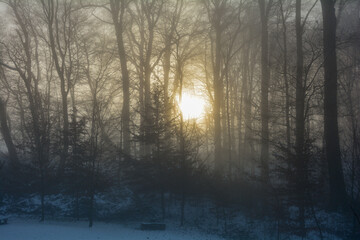 Orange sunrise behind tall trees with fog in winter