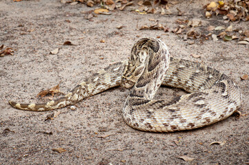 Puff adder in strinking position