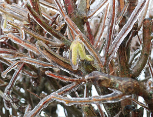 Vereiste Äste im Winter