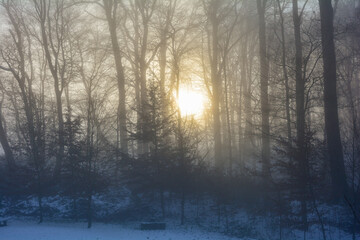 Sunrise behind tall trees with fog in winter