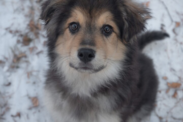 Naklejka premium young bernese mountain dog crossbreed in winter face closeup, puppy in winter park with orange leaves
