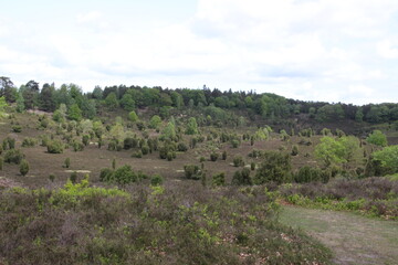 Frühlingstag in der Lüneburger Heide bei Behringen