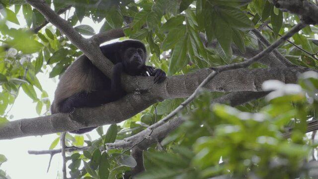 Howler monkey on a tree in Costa Rica