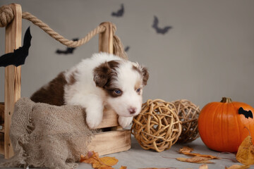 Australian shepherd bicolor puppy in a box with a pumpkin